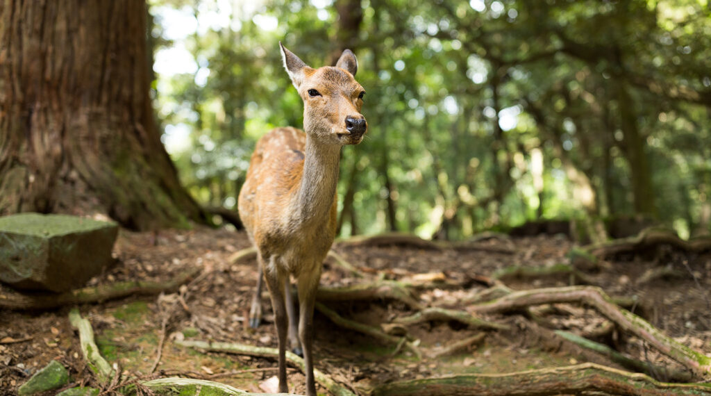 Case Study: Reliable Business WiFi and Network Upgrade for a Wildlife Trust