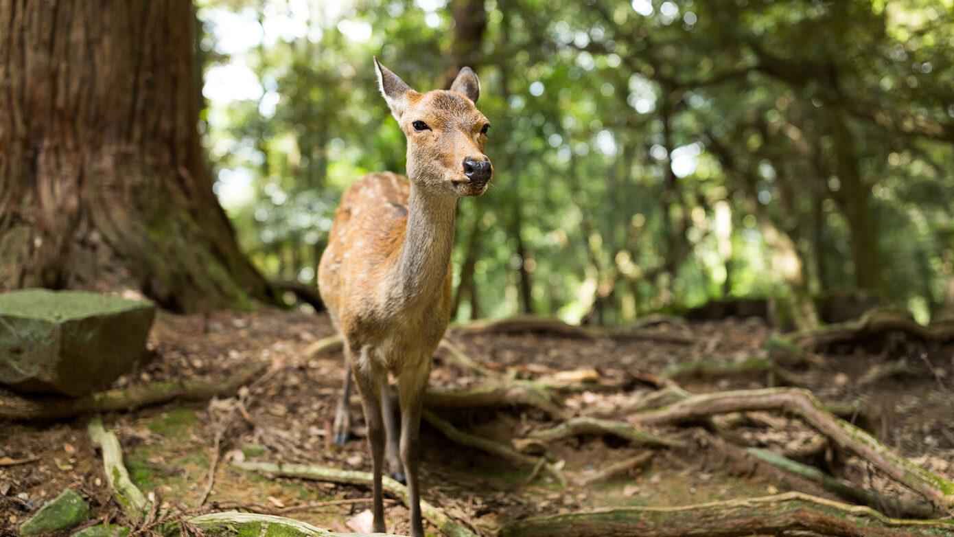Case Study: Reliable Business WiFi and Network Upgrade for a Wildlife Trust